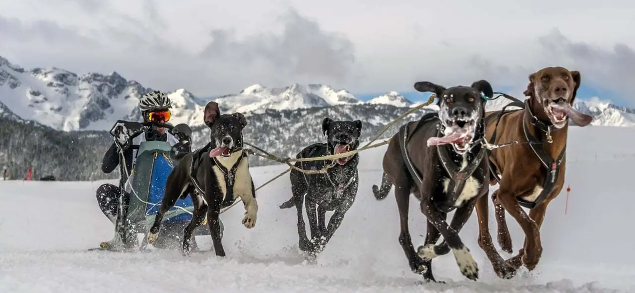 Llega la Copa de Espa&ntilde;a de Mushing. | Foto: RFEDI