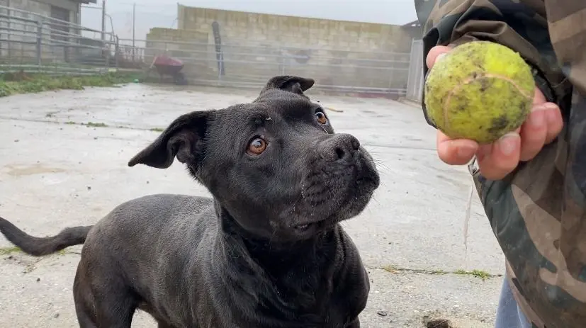 Imagen de uno de los perros que est&aacute; en adopci&oacute;n. Foto: DPZ