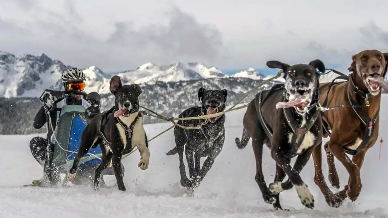 Llega la Copa de Espa&ntilde;a de Mushing. | Foto: RFEDI