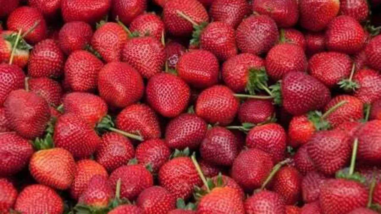  El potasio, la vitamina K y el magnesio de los fresones favorecen la salud de los huesos. Foto: Cedida