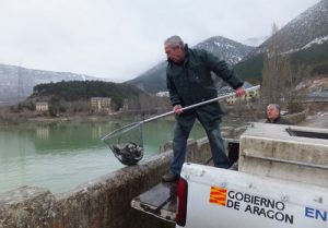 Sueltas de truchas en Arguis el pasado jueves día 17 de marzo. 