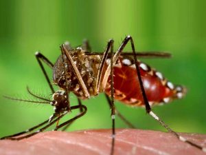 virus zika mosquito